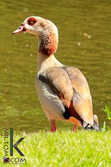 Nilgans