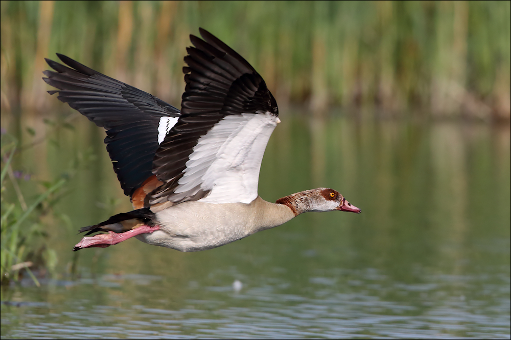 Nilgans