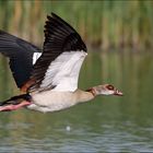 Nilgans