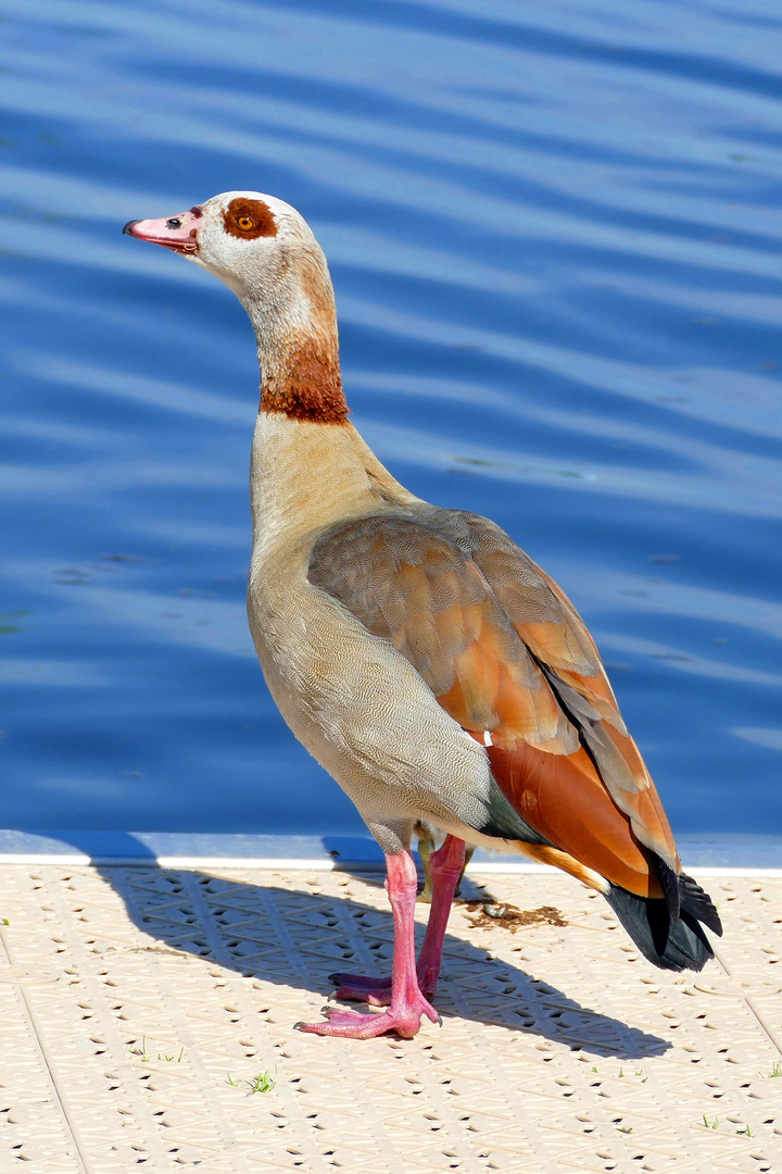 Nilgans