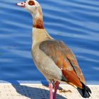 Nilgans