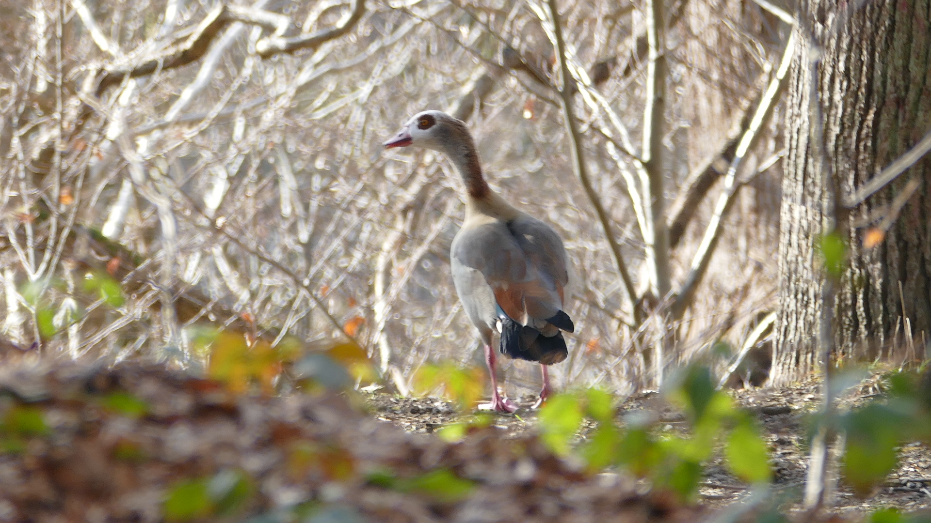 Nilgans