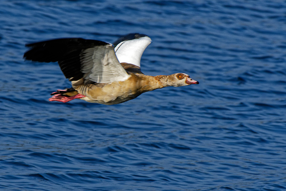 NILGANS