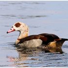 Nilgans -1-