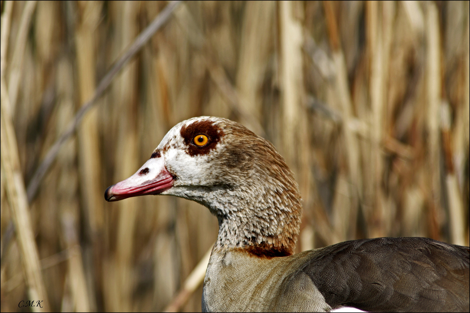 Nilgans 1