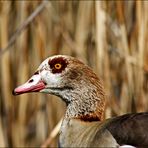 Nilgans 1