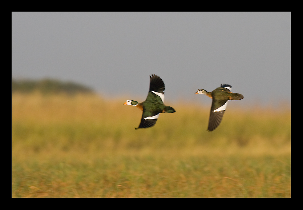 Nilgans 1