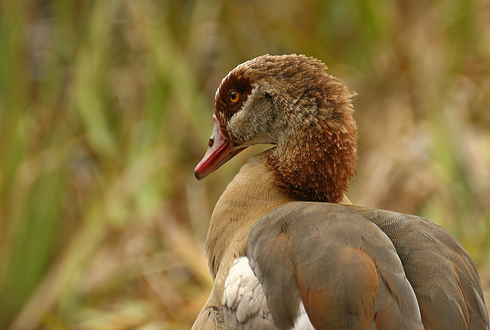 Nilgans 1