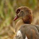 Nilgans 1