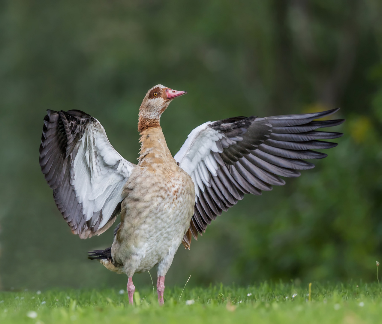 Nilgans