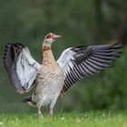 Nilgans