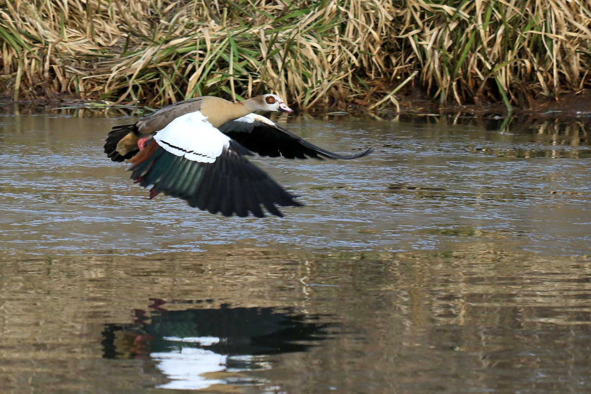 Nilgans