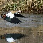 Nilgans