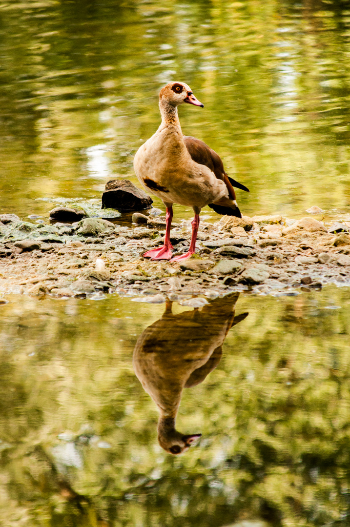 Nilgans 1200