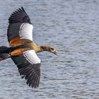 Nilgans