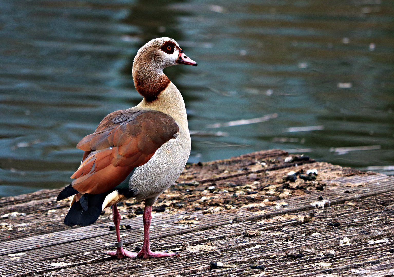 Nilgans