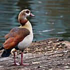 Nilgans