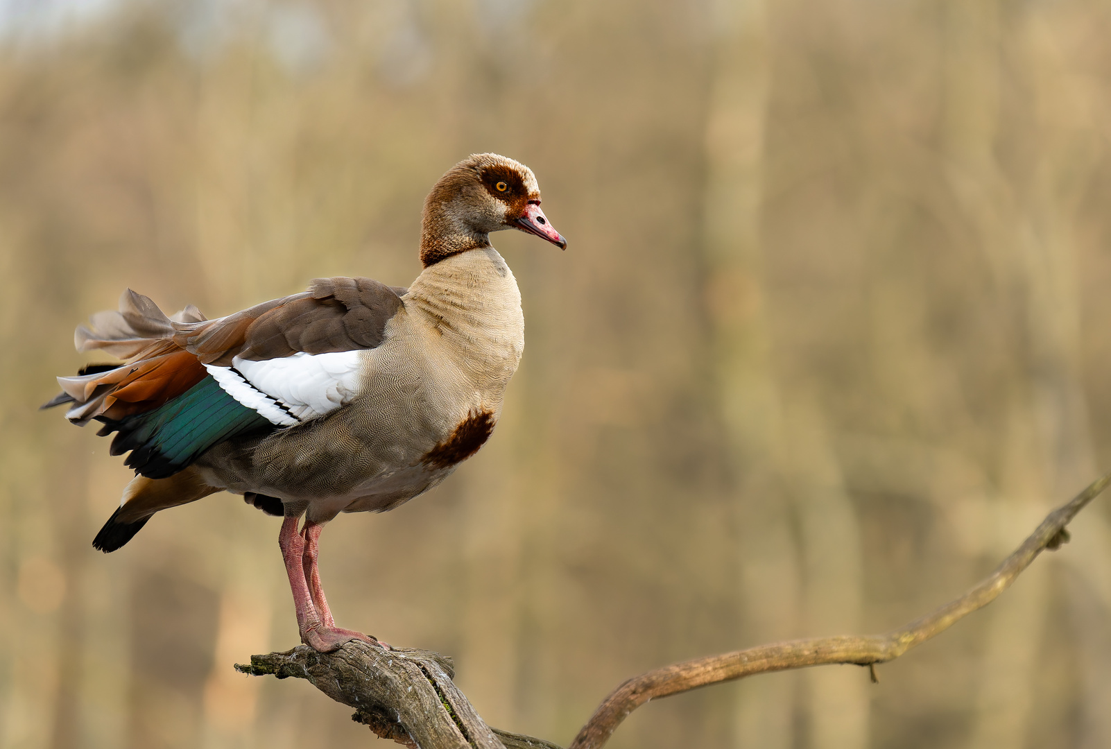 Nilgans