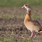 Nilgans