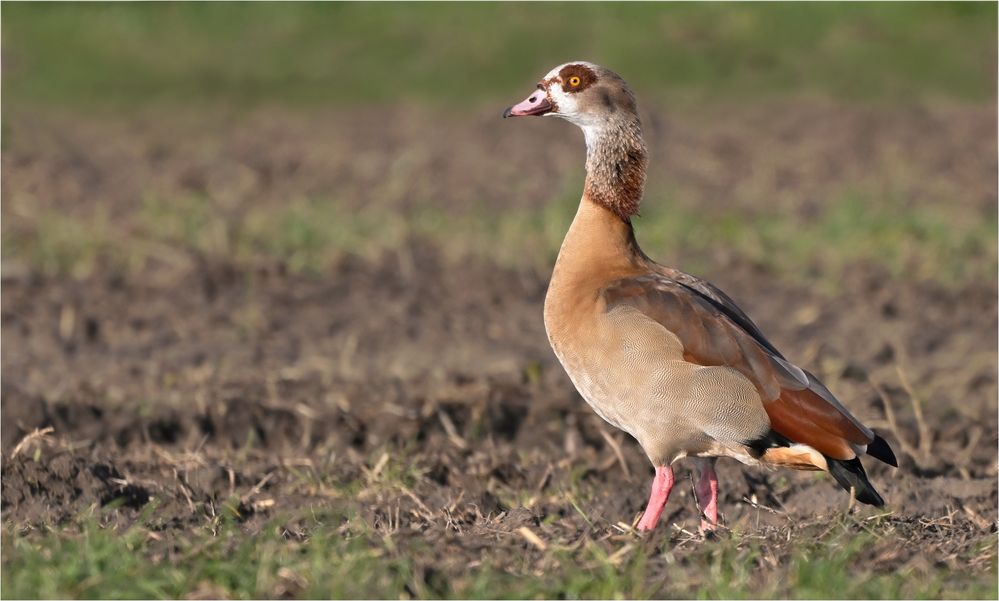 Nilgans