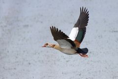 Nilgans