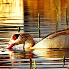 Nilgans