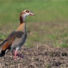 Nilgans