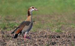 Nilgans