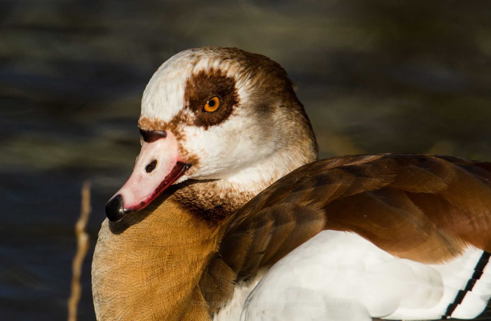 Nilgans 17112017 (16)