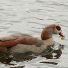 Nilgans.