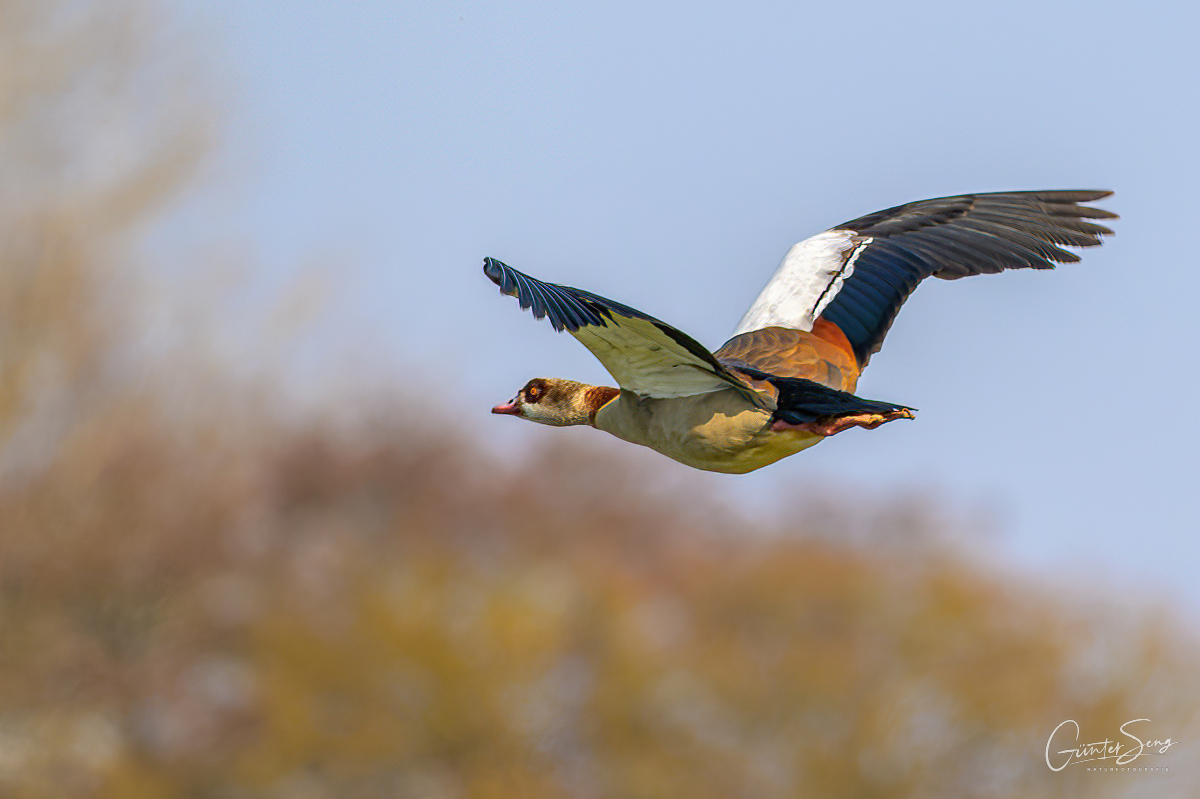 Nilgans 