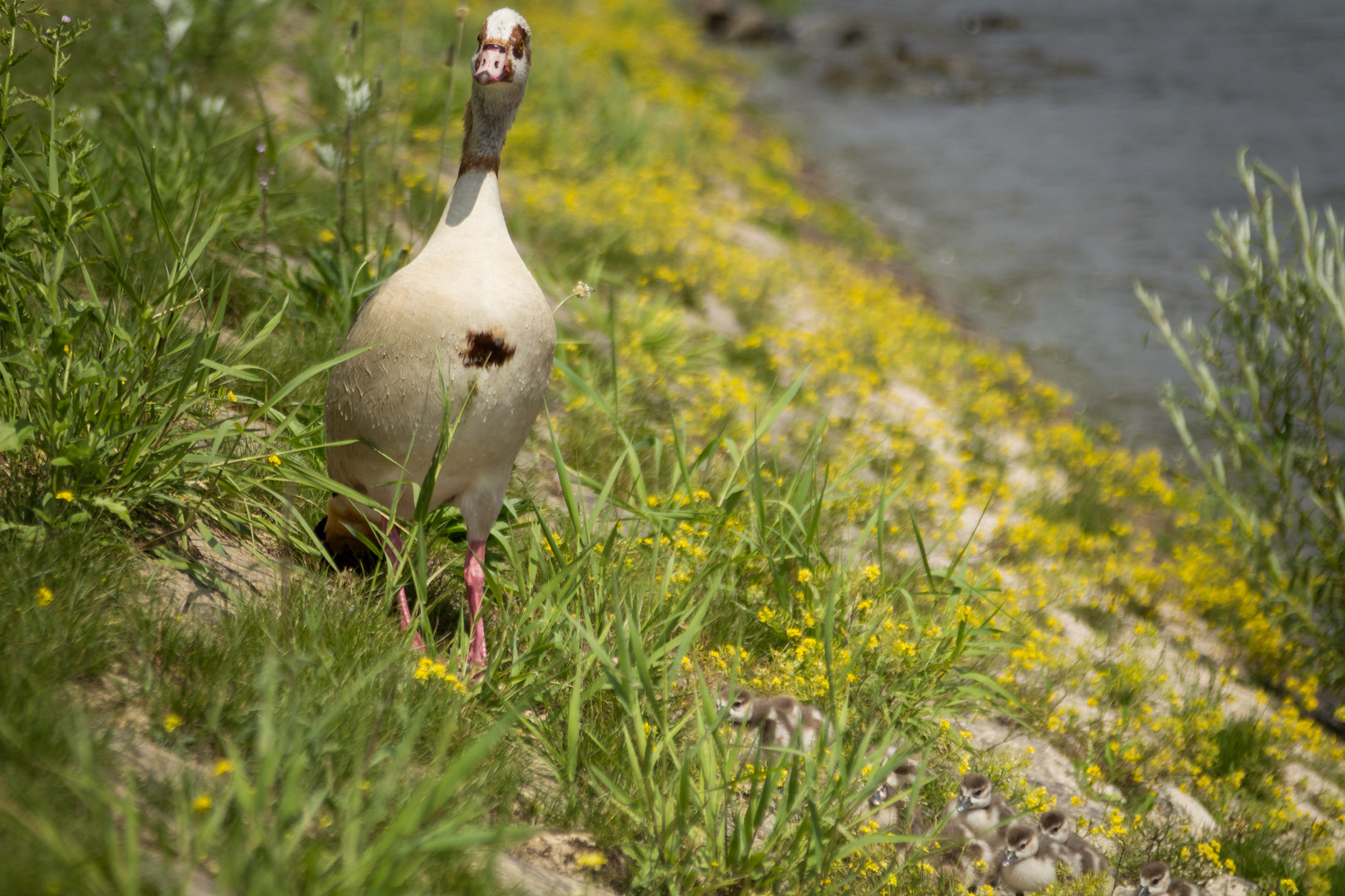 Nilgans