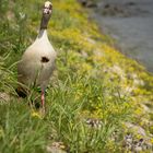 Nilgans