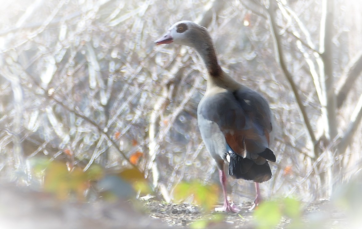 Nilgans