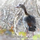 Nilgans