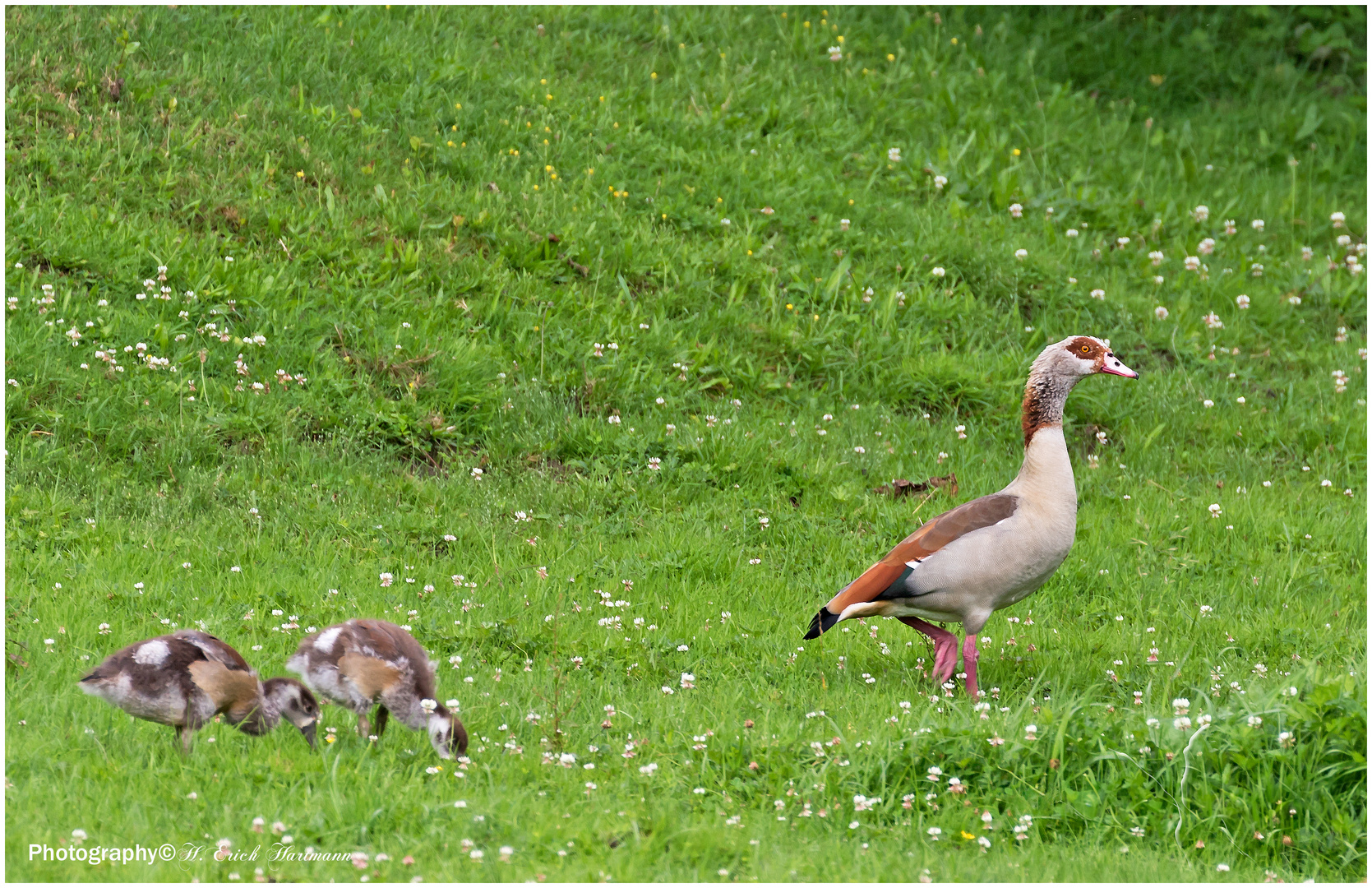 Nilgans