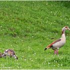 Nilgans