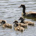 Nilgans