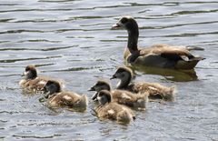 Nilgans