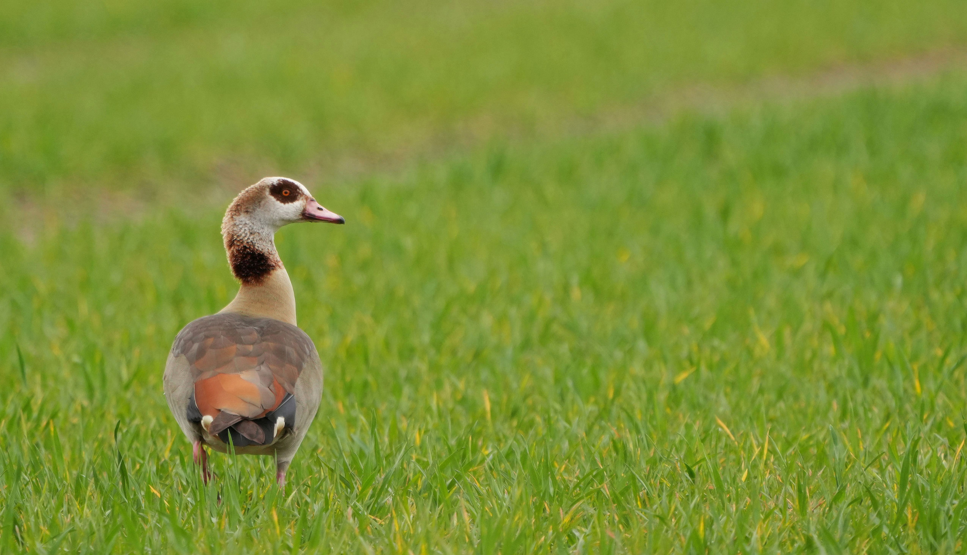 Nilgans.