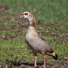 Nilgans