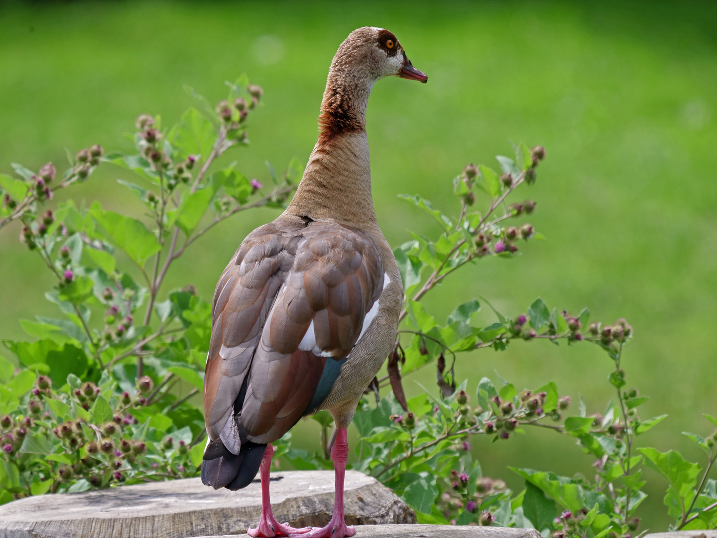 Nilgans