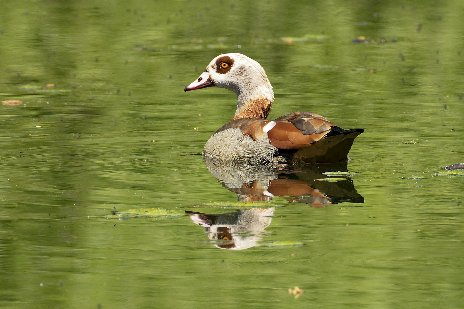 Nilgans