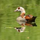 Nilgans