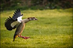 Nilgans