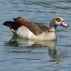 Nilgans