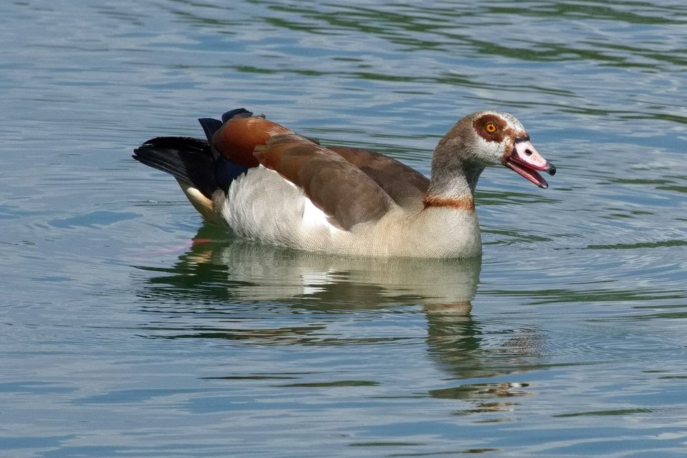 Nilgans