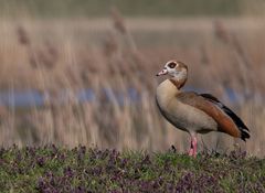 Nilgans