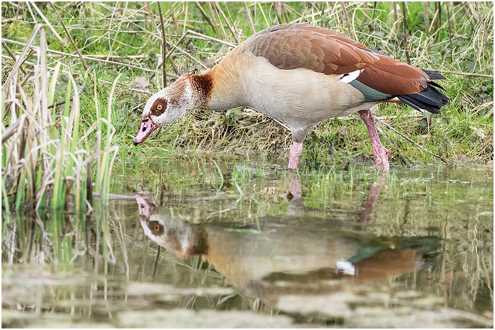 Nilgans