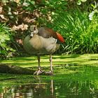 Nilgans